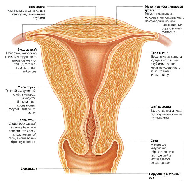 Рак матки симптомы и признаки при климаксе