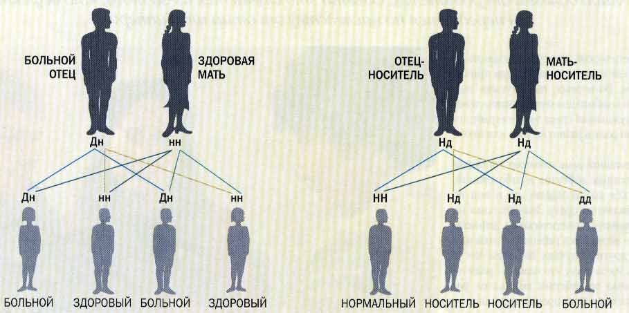 Как передается шизофрения по наследству по какой схеме по отцу